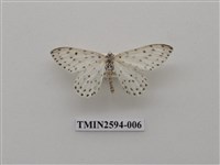 藏品(尺蛾107)的圖片